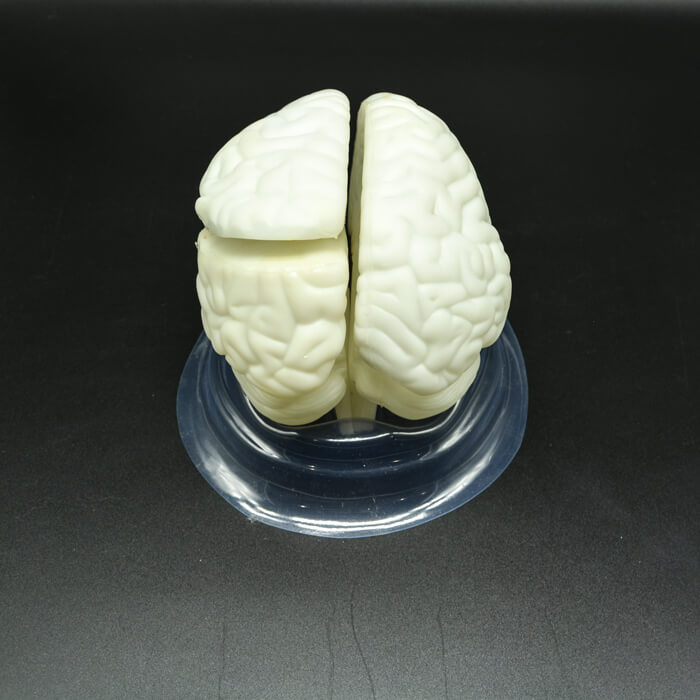 Модель «Мозг в разрезе» Модель «Мозг в разрезе»