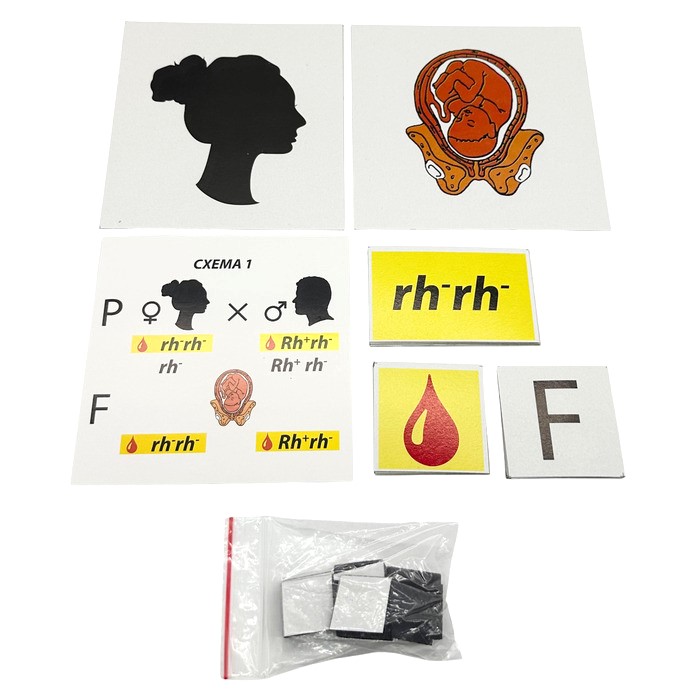 Модель-аппликация Наследование резус-фактора Модель-аппликация Наследование резус-фактора