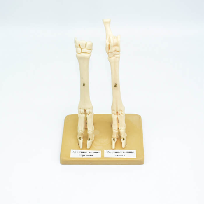 Модель «Конечности овцы» (скелет)