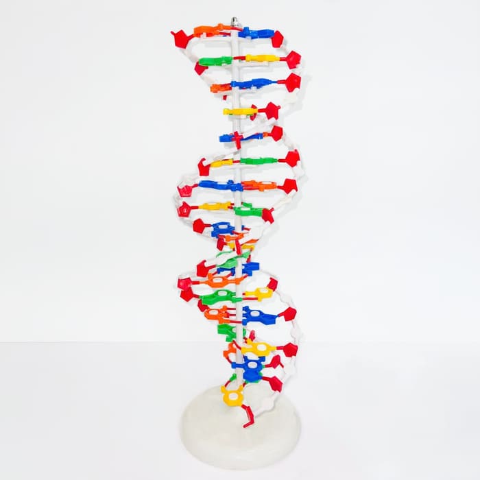 Модель «Структура ДНК» (разборная) Модель «Структура ДНК» (разборная)