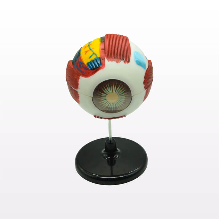 Модель «Глаз человека», увеличенная, 25 см Модель «Глаз человека», увеличенная, 25 см