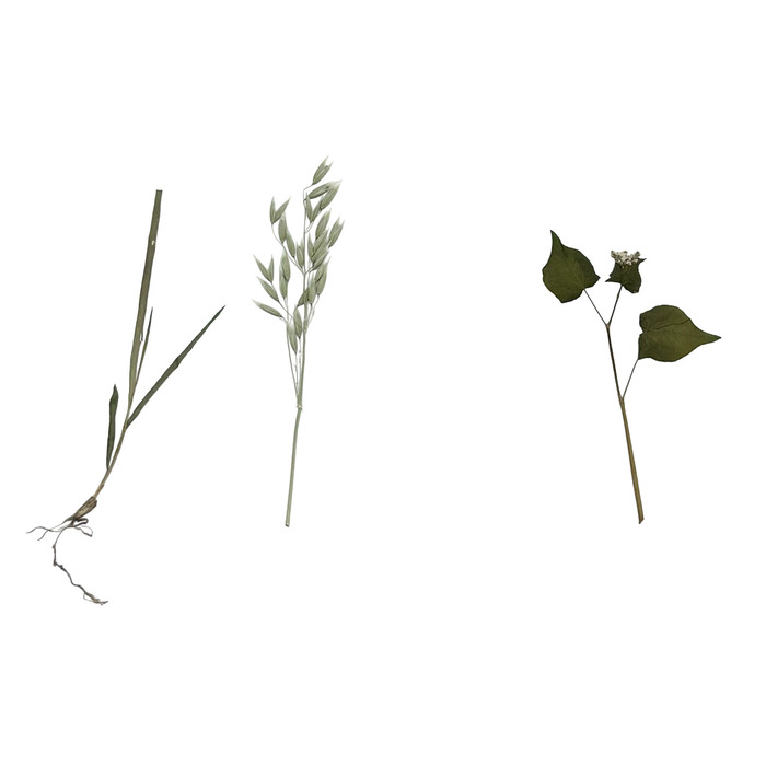 Гербарий Культурные растения (28 видов) Гербарий Культурные растения (28 видов)