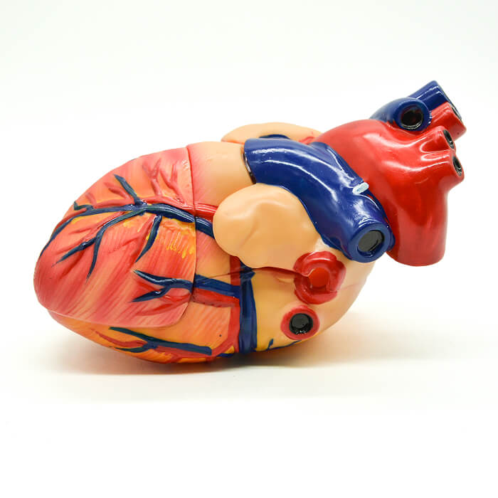 Модель «Сердце человека» (демонстрационная) Модель «Сердце человека» (демонстрационная)