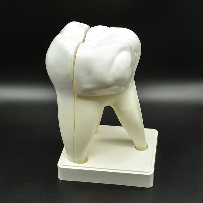 Модель «Зуб человека», 20 см Модель «Зуб человека», 20 см