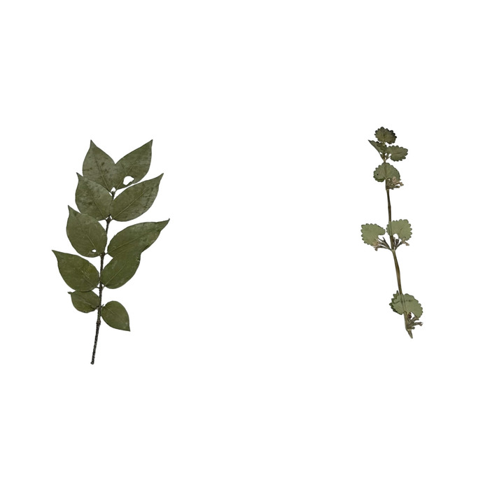 Гербарий Ядовитые растения (20 видов)