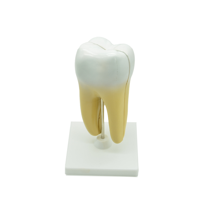 Модель «Зуб человека» Модель «Зуб человека»
