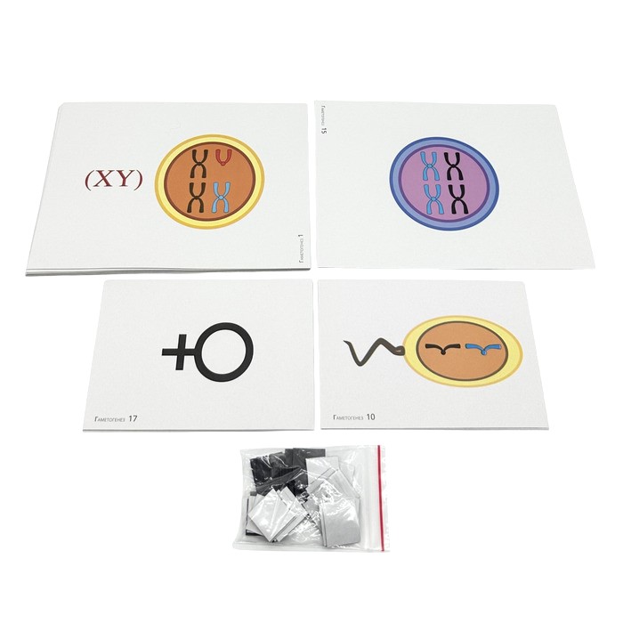 Модель-аппликация Гаметогенез у человека и млекопитающих