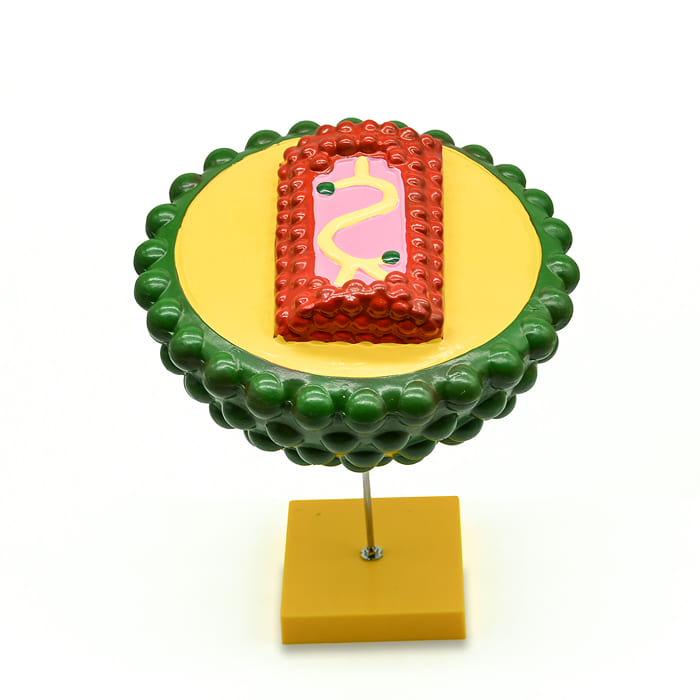 Модель «Вирус СПИДа» Модель «Вирус СПИДа»