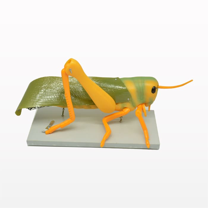 Модель «Кузнечик»
