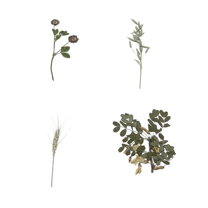 Гербарий Систематика растений. Семейство Бобовые. Злаки (раздаточный)