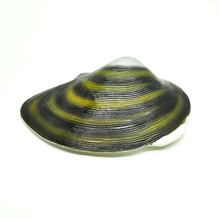 Модель «Беззубка» (двустворчатый моллюск)