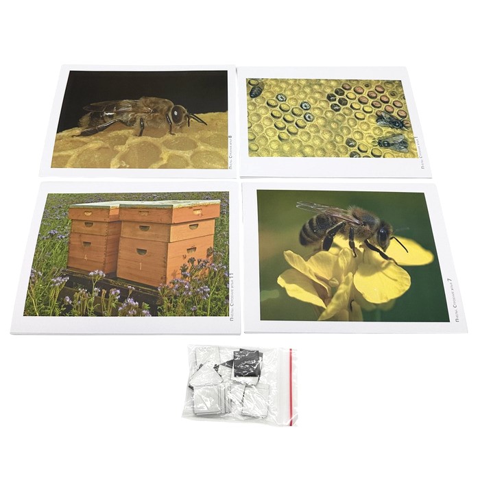 Модель-аппликация Пчелы. Строение улья Модель-аппликация Пчелы. Строение улья