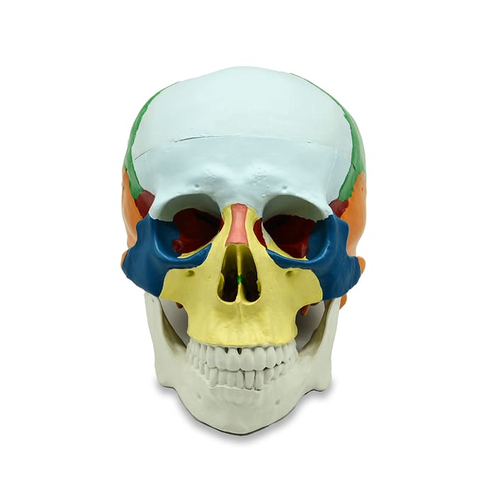Модель «Череп человека» (разборная, с раскрашенными костями) Модель «Череп человека» (разборная, с раскрашенными костями)
