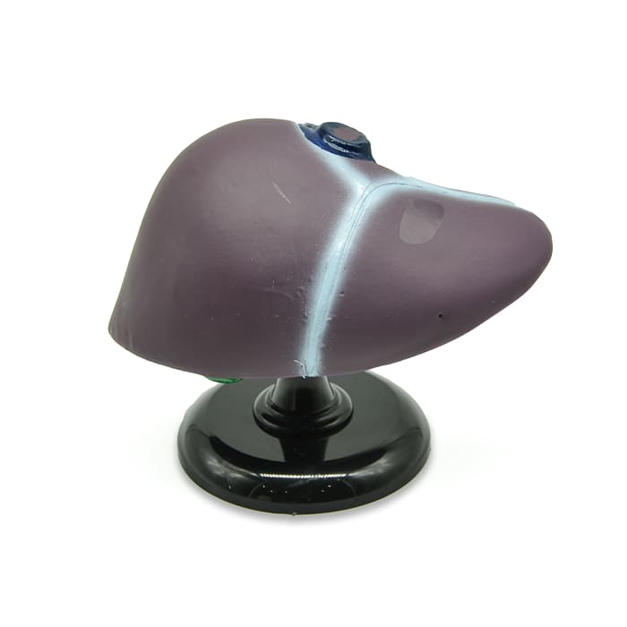 Модель «Печень человека» Модель «Печень человека»