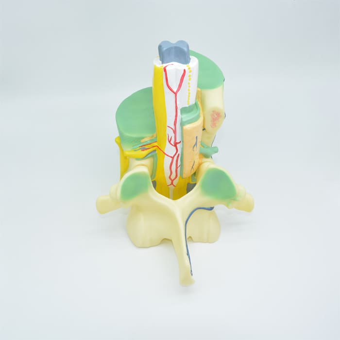 Модель «Части позвоночника человека» Модель «Части позвоночника человека»