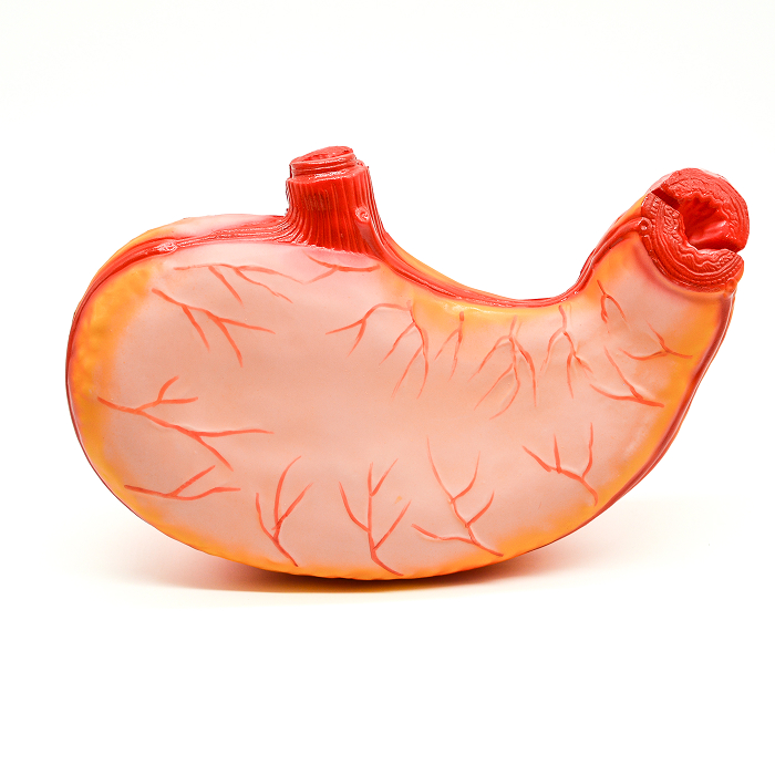 Модель «Желудок человека» Модель «Желудок человека»