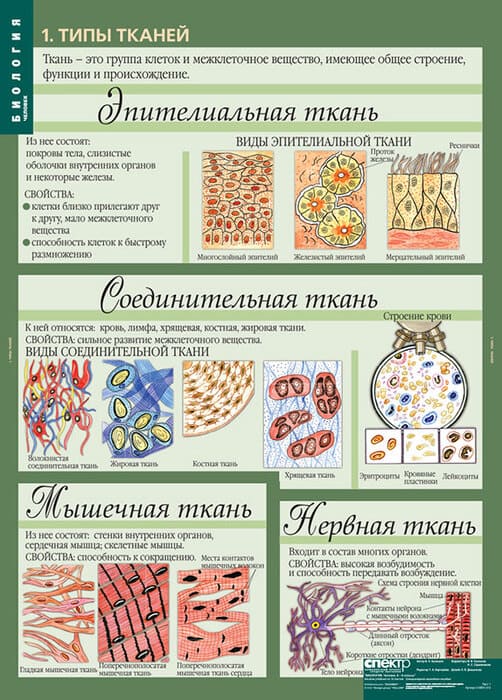Человек (Комплект таблиц 12 шт. Биология 8-9 кл.) 5-8691-012 Человек (Комплект таблиц 12 шт. Биология 8-9 кл.) 5-8691-012