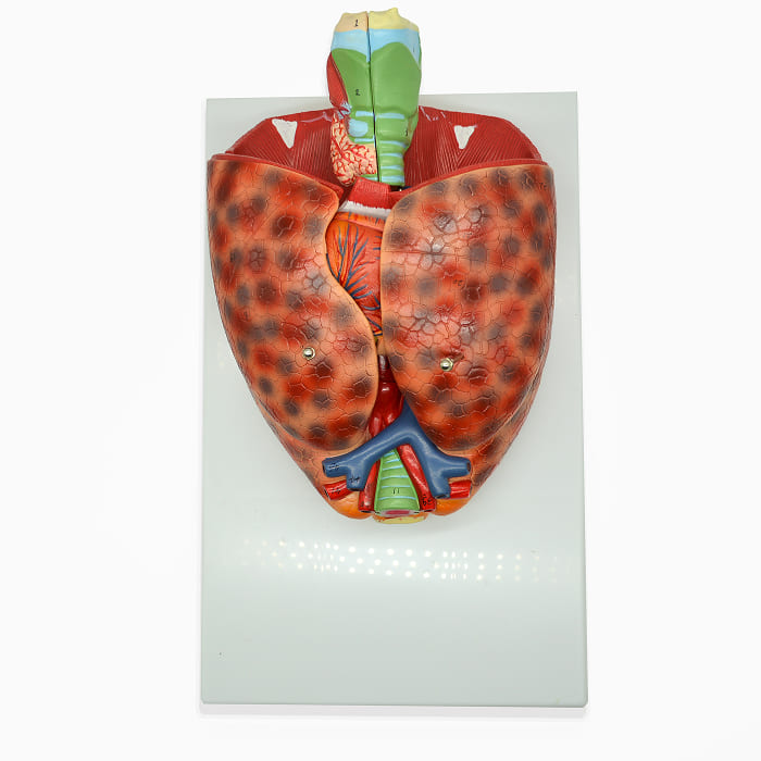 Модель «Система органов дыхания» (модель легких) Модель «Система органов дыхания» (модель легких)