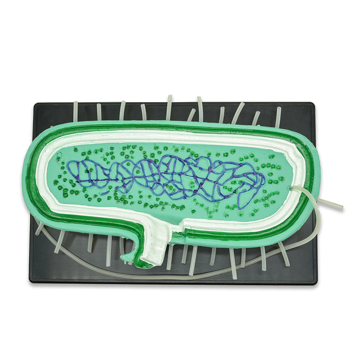 Модель «Бактерия» Модель «Бактерия»