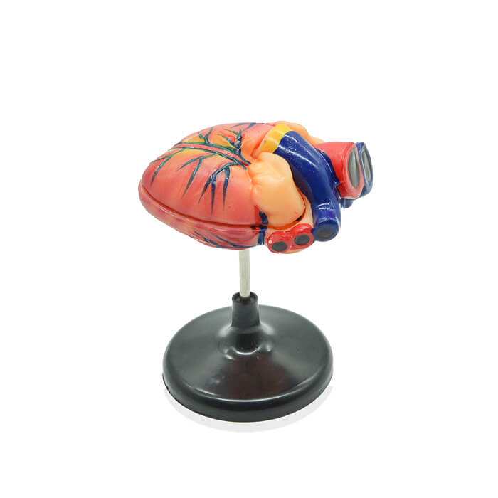 Модель «Сердце человека» (лабораторная) Модель «Сердце человека» (лабораторная)