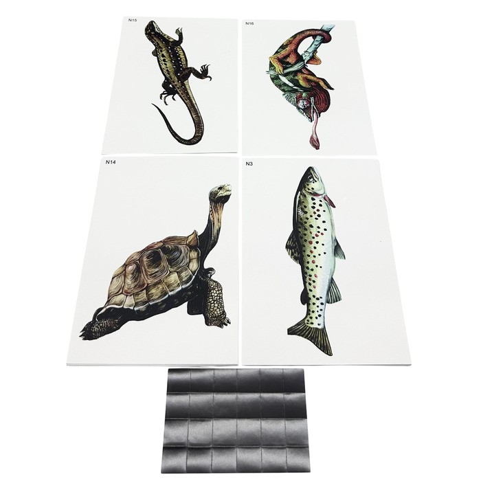 Модель-аппликация Многообразие хордовых. Рыбы, земноводные и пресмыкающиеся (низшие) Модель-аппликация Многообразие хордовых. Рыбы, земноводные и пресмыкающиеся (низшие)