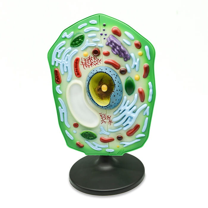 Модель «Клетка растения» Модель «Клетка растения»