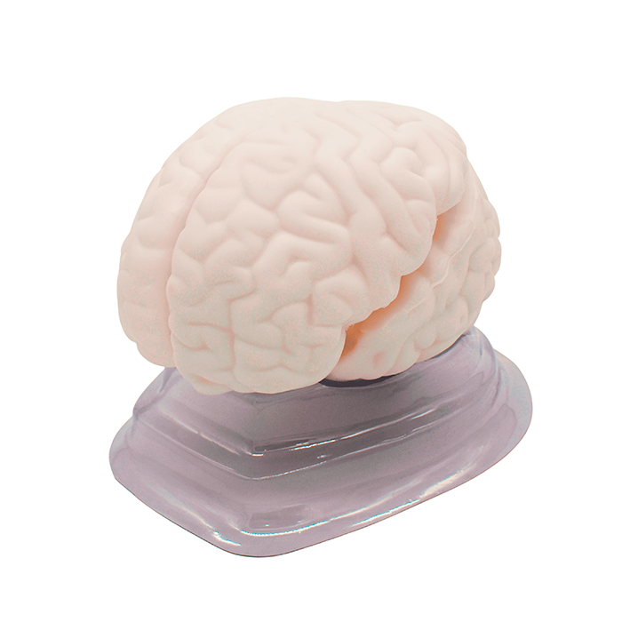 Модель «Мозг в разрезе»