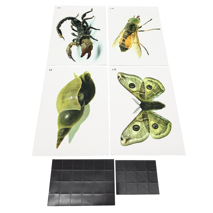 Модель-аппликация Многообразие беспозвоночных Модель-аппликация Многообразие беспозвоночных