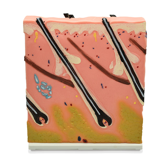 Модель «Кожа человека» Модель «Кожа человека»