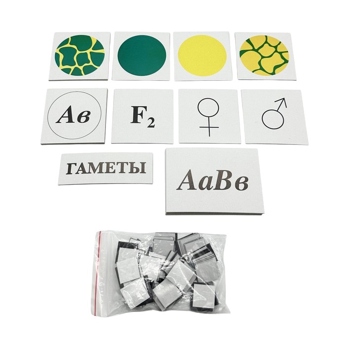 Модель-аппликация Дигибридное скрещивание и его цитологические основы Модель-аппликация Дигибридное скрещивание и его цитологические основы