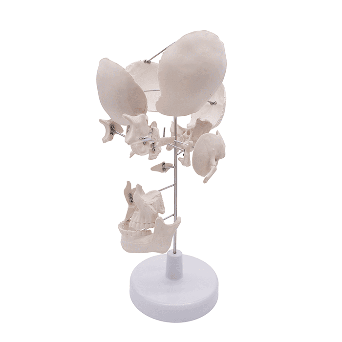 Модель «Кости черепа» (на подставке)