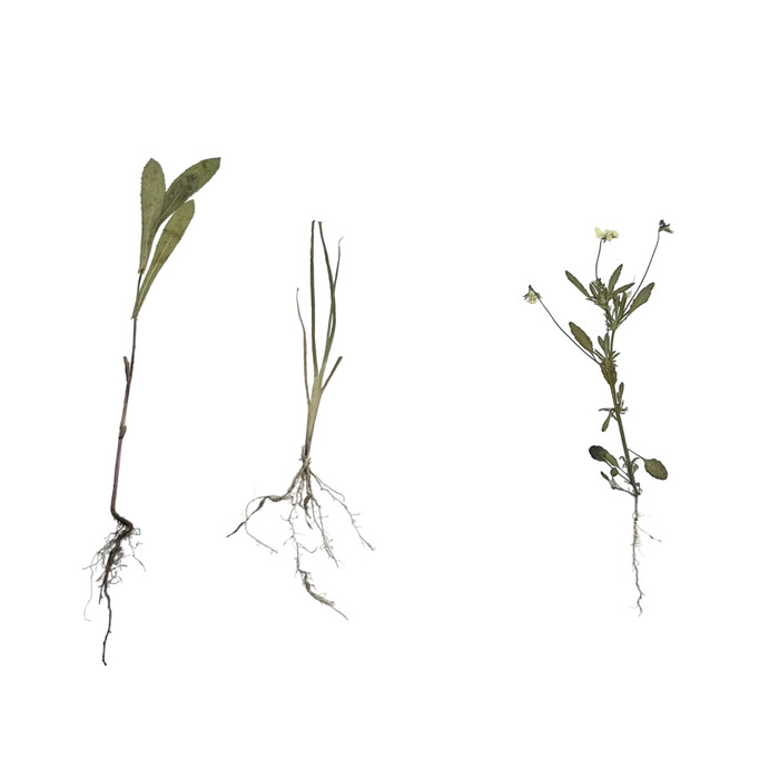 Гербарий Морфология растений (5 тем х 3 листа)