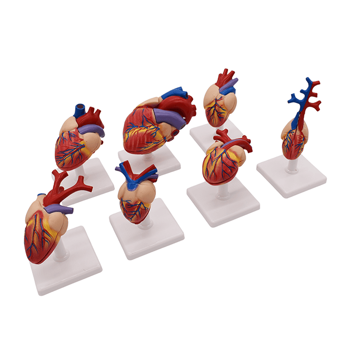 Набор моделей «Сердце позвоночных» (7 моделей)