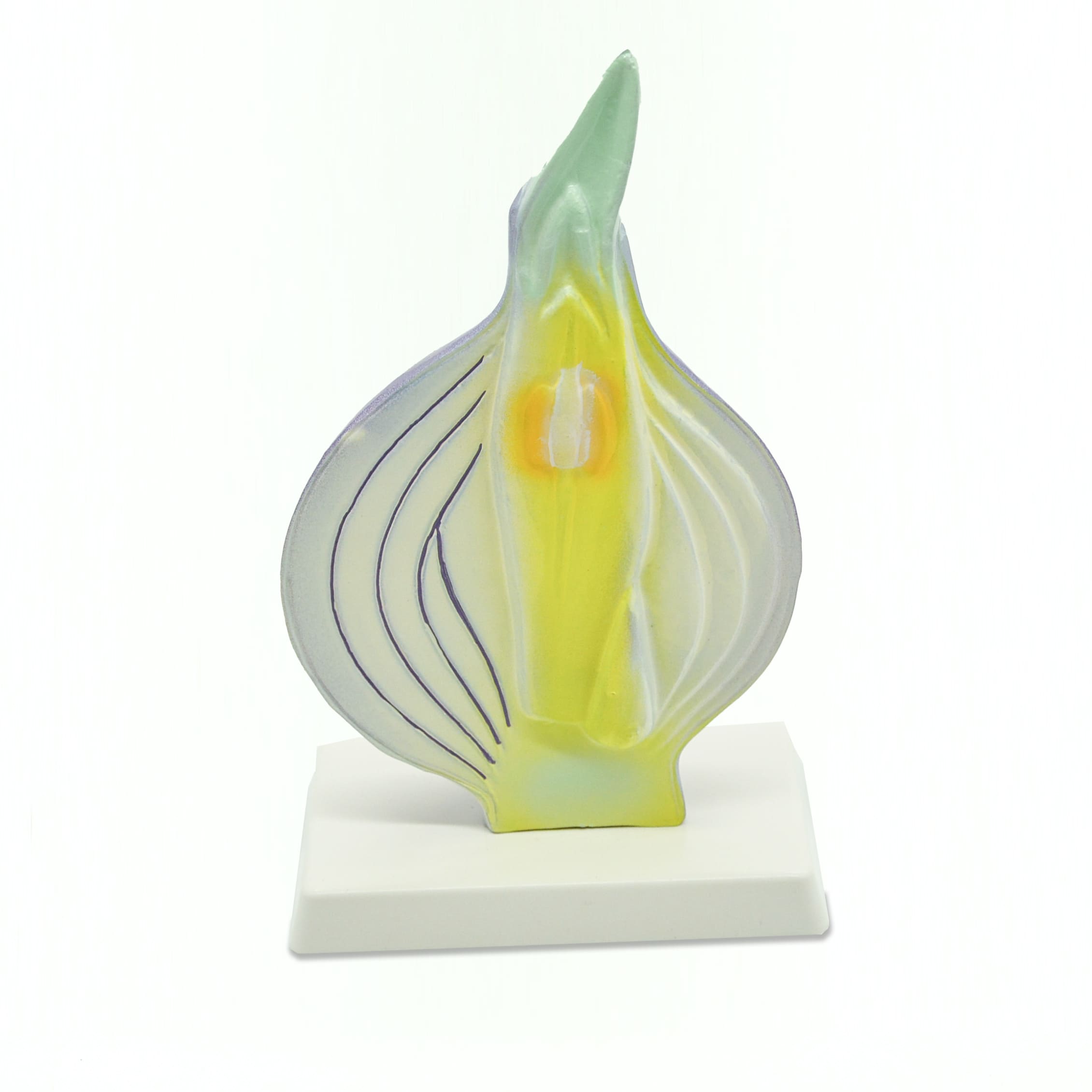 Модель «Луковица в разрезе»