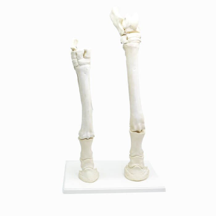 Модель «Конечности лошади» (скелет)