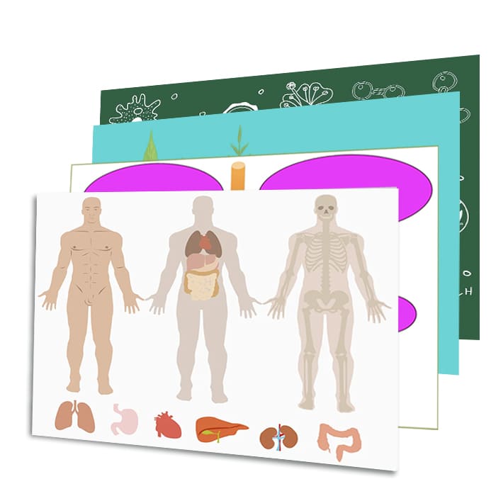 Комплект моделей-аппликаций по анатомии и общей биологии (23 товара) Комплект моделей-аппликаций по анатомии и общей биологии (23 товара)
