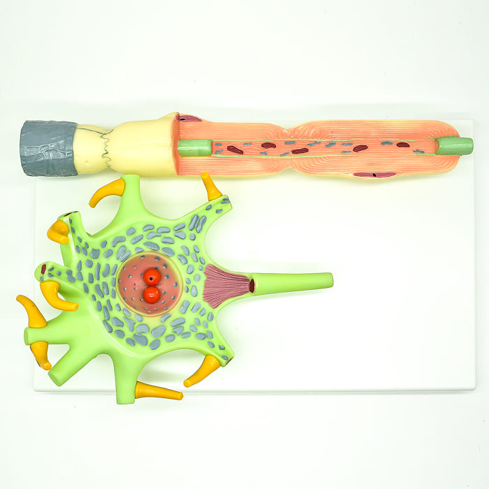 Модель «Нейрона» Модель «Нейрона»