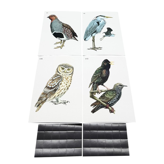 Модель-аппликация Многообразие хордовых. Птицы (высшие) Модель-аппликация Многообразие хордовых. Птицы (высшие)