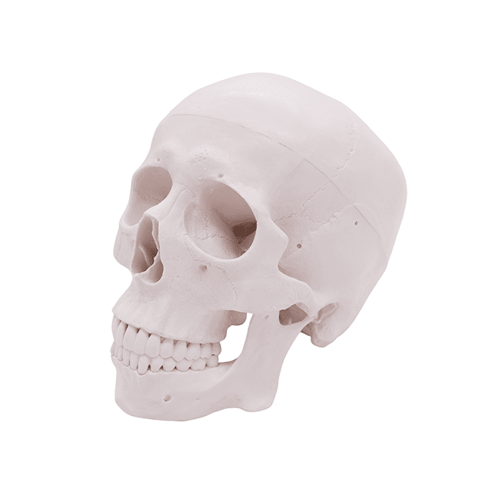 Модель «Череп человека» смонтированный