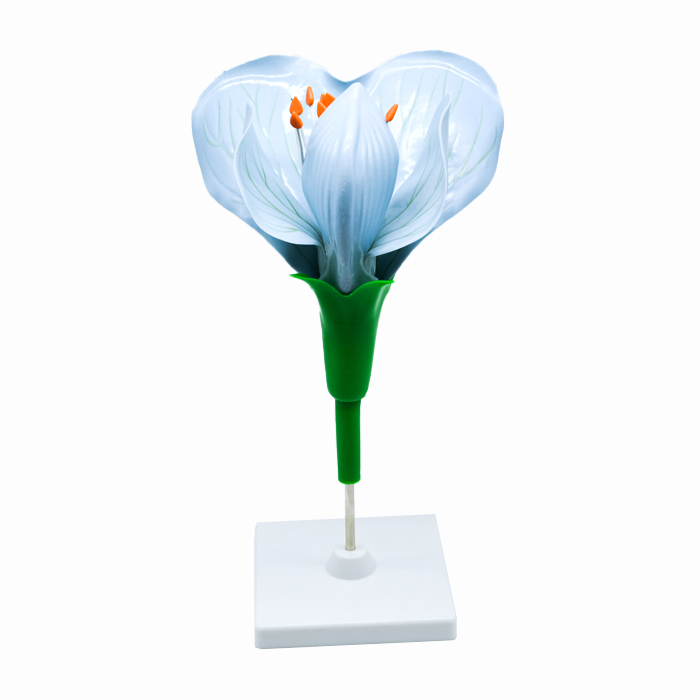 Модель «Цветок гороха»