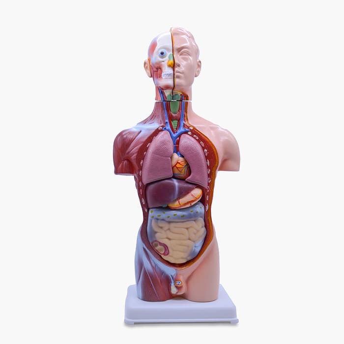 Модель «Торс человека» (разборная) Модель «Торс человека» (разборная)