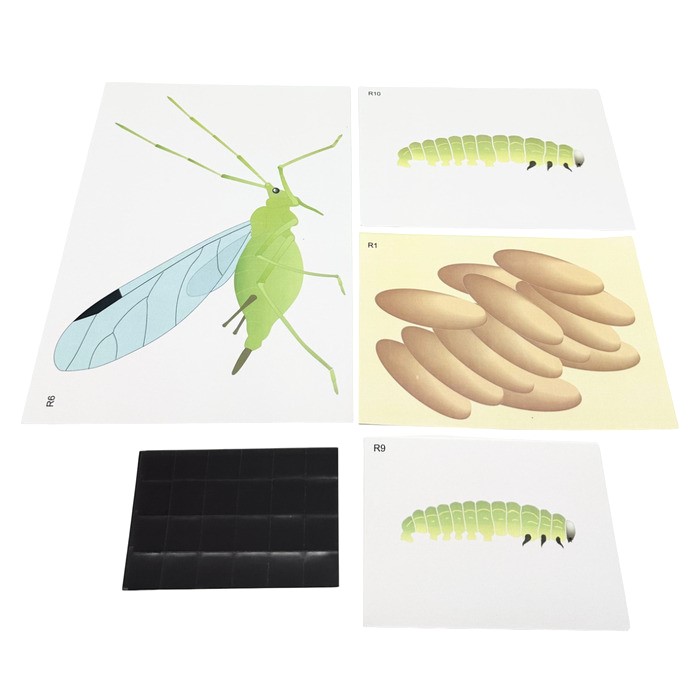 Модель-аппликация Развитие насекомых с полным и неполным превращением Модель-аппликация Развитие насекомых с полным и неполным превращением