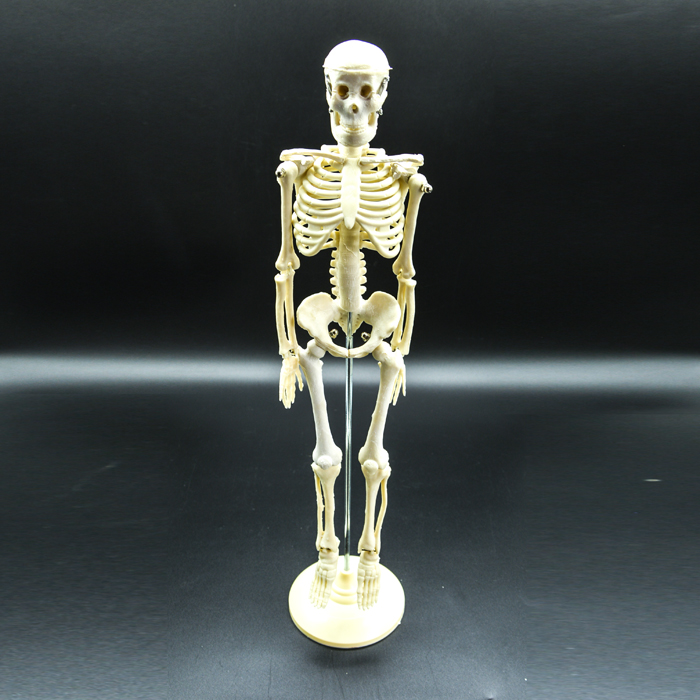Модель «Скелет человека» уменьшенный Модель «Скелет человека» уменьшенный