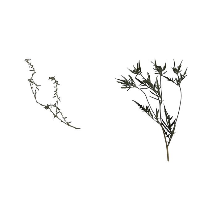 Гербарий Сорные растения (24 вида)