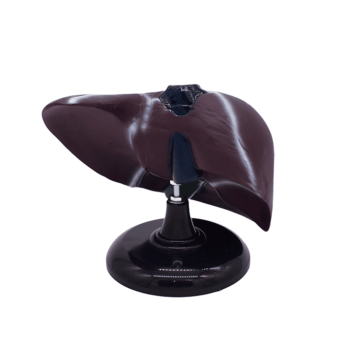 Модель «Печень человека»