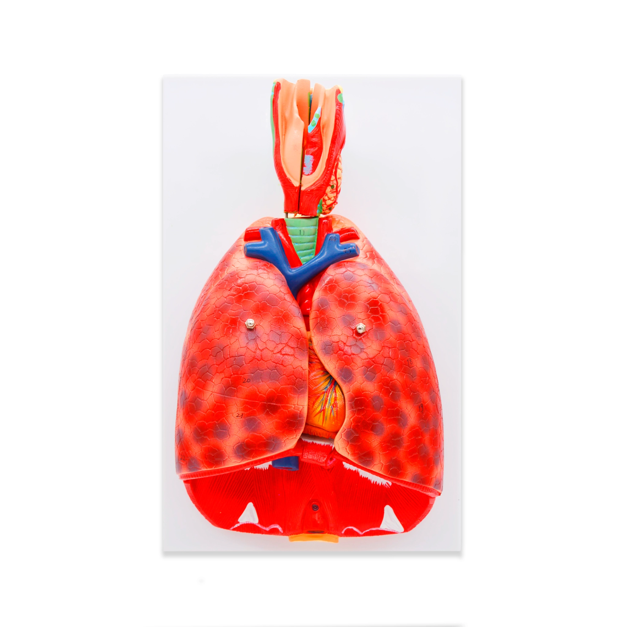 Модель «Система органов дыхания» (модель легких)