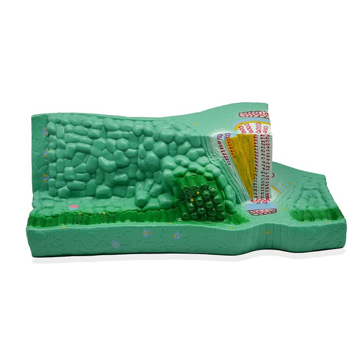 Модель «Структура листа»