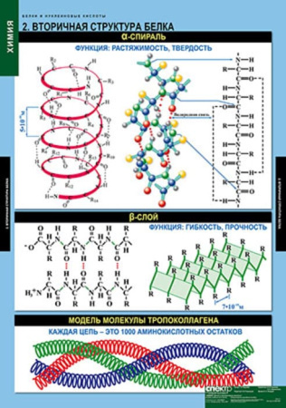 Белки и нуклеиновые кислоты (Комплект таблиц 8 шт. Химия) 2-080-490