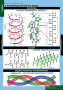 Белки и нуклеиновые кислоты (Комплект таблиц 8 шт. Химия) 2-080-490