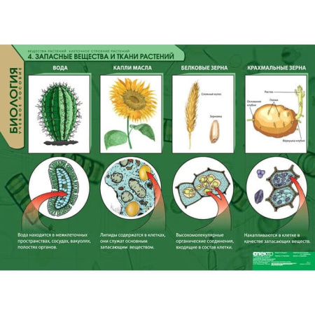 Вещества растений. Клеточное строение (Комплект таблиц 12 шт. Биология) 2-072-615